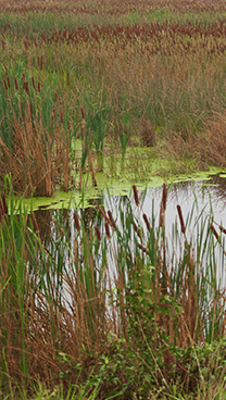Preserving the Waterway Image