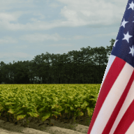An American flag in the foreground of a tobacco field.