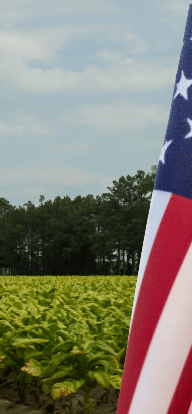 An American flag in the foreground of a tobacco field.