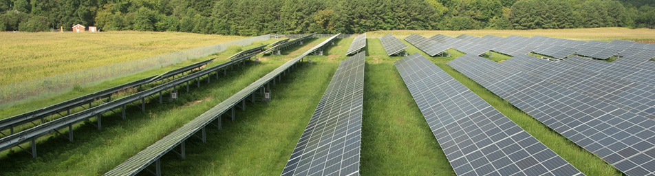 A close-up of a green field covered with solar energy panels