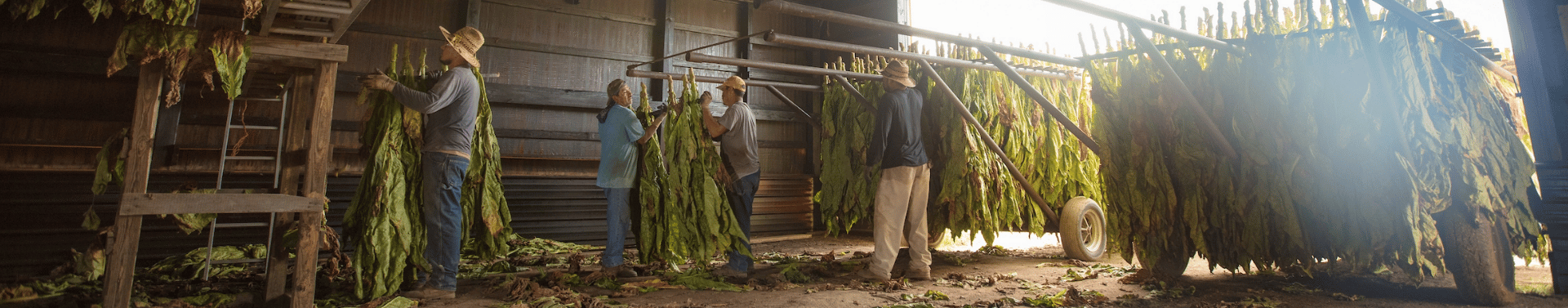 farm workers working with harvested product in an open barn with the sunlight in a blue cloudy sky, shining through the doors