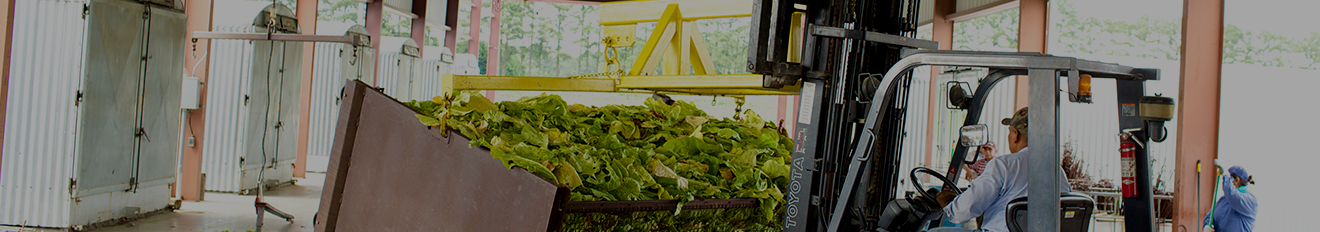 Engaging Trade Partners in Responsibility image - Man in jeans and blue shirt driving a tractor carrying green tobacco plants in the lift in front in a modern open barn with a concrete floor