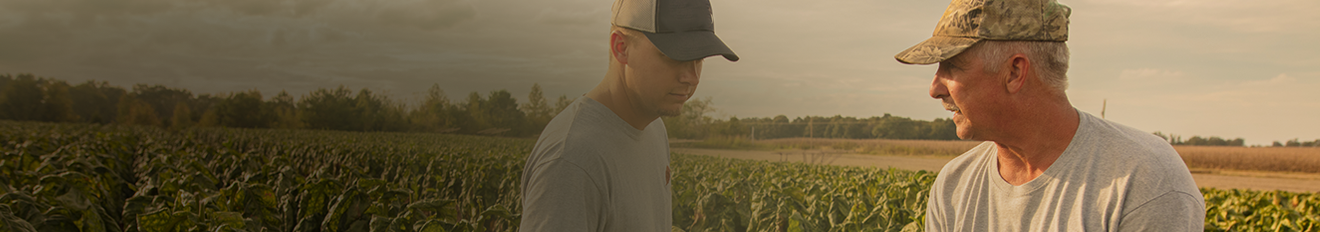 2 farmers in a field inspecting the crop