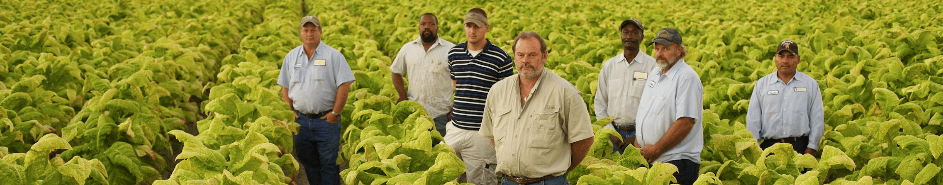 2 farmers in a field inspecting the crop