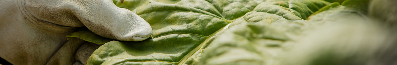 detail of gloved hand inspecting tobacco leaf