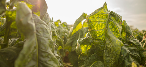 Grower Support & Agricultural Sustainability - Close up of tobacco plants in the field