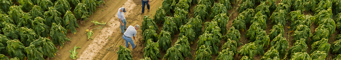 Four farm workers standing in a road that cuts in the midst of a field with rows of green tobacco plants