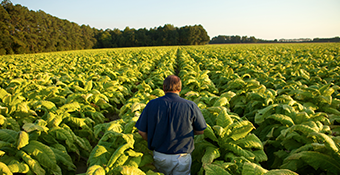 Grower in field - Back of a farmer in a dark blue t-shirt and denims standing in a field of growing green tobacco