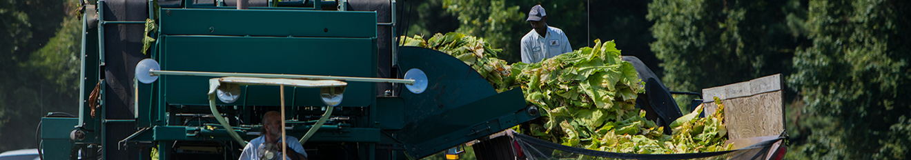 farm workers collecting tobacco on harvesting machine