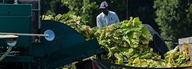 black man wearing a long-sleeved light-colored shirt and dark bill cap, working with farm equipment