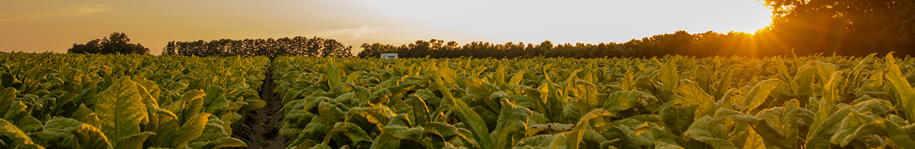 sun rising over tobacco field and peeking through tree tops