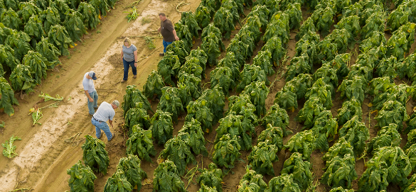 Human Rights, Ethics & Compliance - Four farm workers standing in a road that cuts in the midst of a field with rows of green tobacco plants
