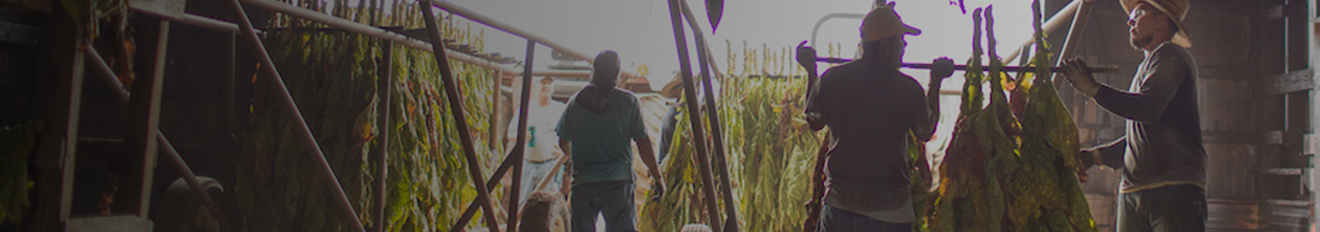 Three farm workers in barn with dirt floor hanging tobacco plants to dry