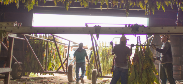 Responsible Sourcing in Our Operations - Three farm workers in barn with dirt floor hanging tobacco plants to dry