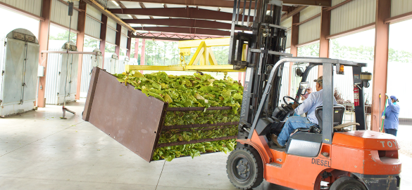 Engaging Trade Partners in Responsibility - Man in jeans and blue shirt driving a tractor carrying green tobacco plants in the lift in front in a modern open barn with a concrete floor