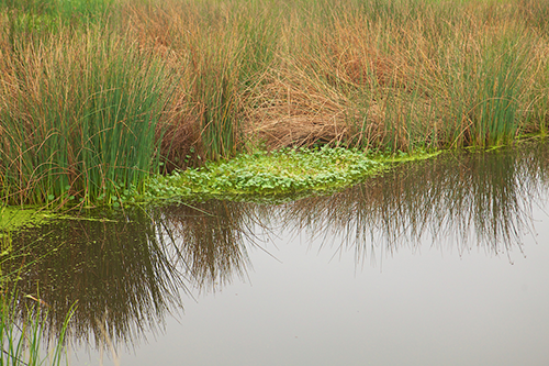 CDP Report image - The CDP award logo in white and dark red featured atop a nature scene of the bank of a river showing water reeds and grasses.