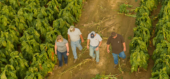 Four farm workers walking down a road that cuts amid a field with rows of green tobacco plants on either side