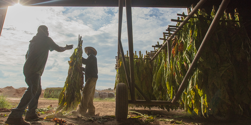 farm workers hanging tobacco in barn