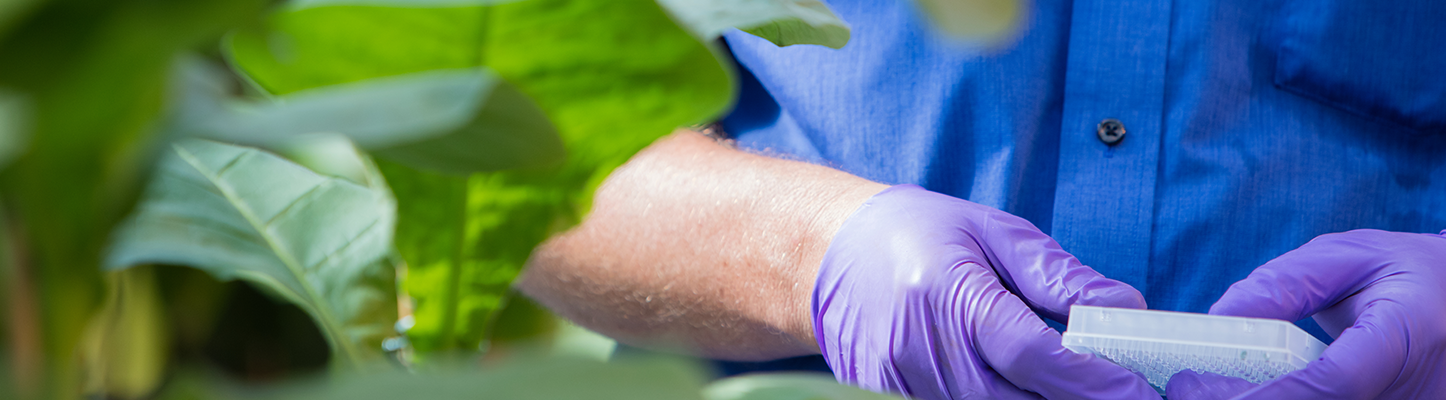 Close up of hands of a man in bright blue shirt and wearing purple gloves, holding capsule over tobacco plants growing at indoor test farms.