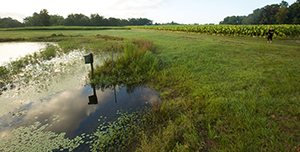 Scenic view of nature with a shallow pond on the left and an expansive field stretching off to the right with a bank of trees in the far background