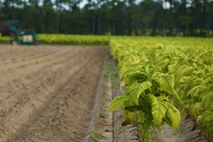 Rows of tobacco plants on the right with cleared land on the left showing only dirt and a bank of tall shadowed trees in the background