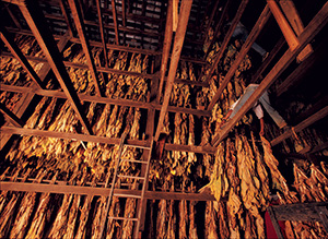 Inside of a tobacco drying barn showing hanging racks of dried tobacco
