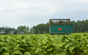 Green combine out in a field harvesting tobacco