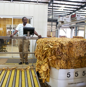 Black man in white shirt and khaki pants standing at a screen in a tobacco weighing station with a large bundle of dried tobacco to the end.