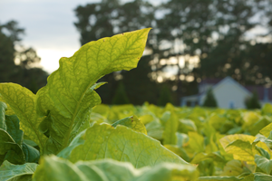 Close-up of a tobacco leaf in a field with a white barn underneath a bank of trees in the background