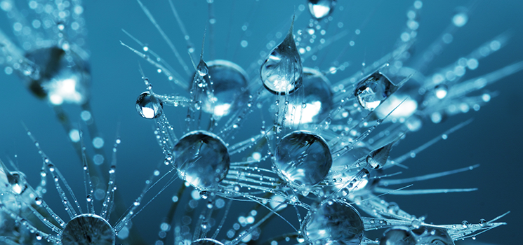 Water drops covers spikes of flower against a blue background