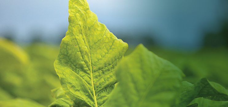 Focused close up of a large leaf in the field with the rest of the image blurred