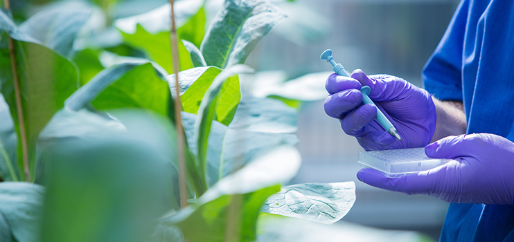 Close up of biologist's hands purple protective gloves holding a blue pipette and a microtiter plate beside plants growing in greenhouse