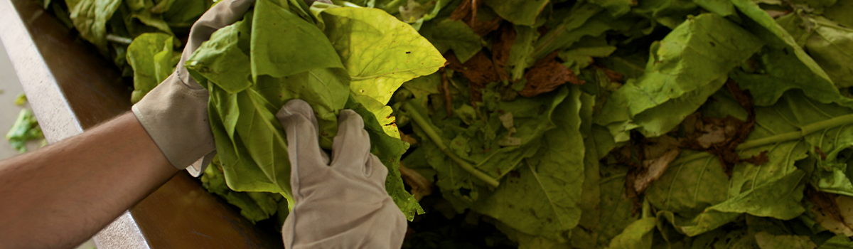 Person wearing work gloves sorting green tobacco leaves