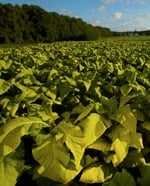Field of growing tobacco stalks with a bank of tall trees in the background.