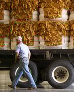 Man in short-sleeved blue shirt and jeans and a cap walking toward the back of a flatbed truck loaded with crated dried tobacco leaves.