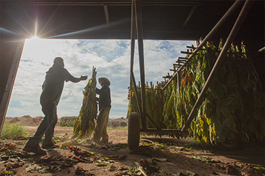 Two farm workers in shadow hanging tobacco stalks in barn.