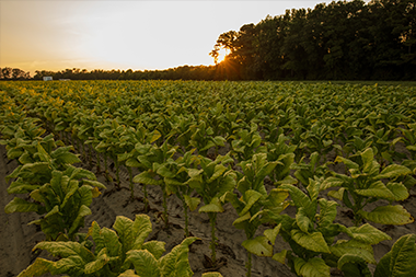 Field of tobacco with the sun setting in the background and a bank of tall trees in shadow on the right.