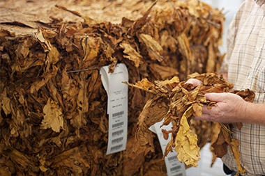 Man in cream shirt holds dried tobacco leaves while standing next to bundled and tagged dried tobacco leaves.