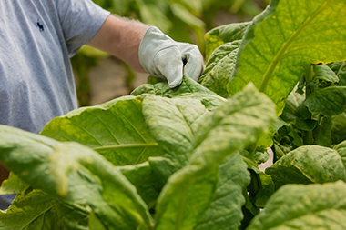 Farm worker in blue top and pale gloves inspecting leaves of tobacco in the field.