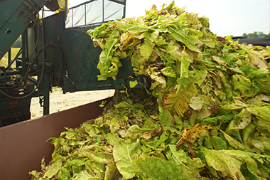 A combine depositing just picked tobacco leaves into a container in the field.