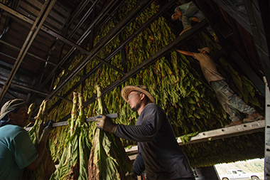 Farm worker in blue shirt and straw hat hanging green stalks of tobacco with two other workers.