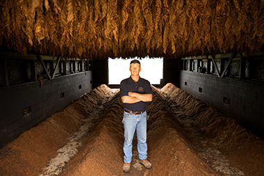 White man in jeans and black top standing inside a tobacco drying barn with brown dried tobacco hanging from the roof.