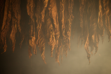 Close up of tobacco stalks hanging in a drying barn with steam from the heat rising from the floor.