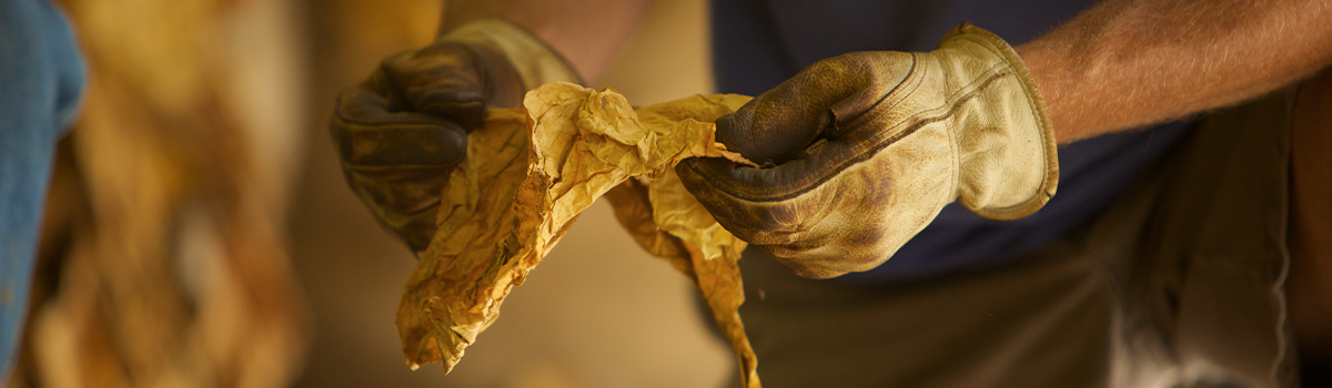 Hands of a man in dirty cream-colored gloves holding a dried leaf of tobacco.
