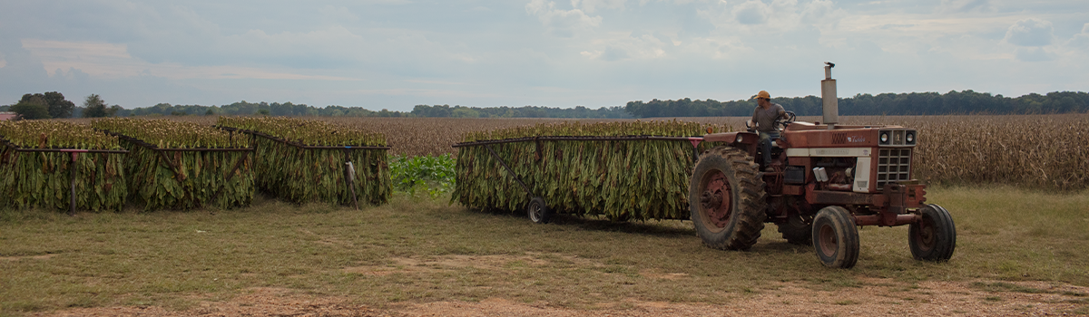 Red tractor pulling hanging tobacco from the field.