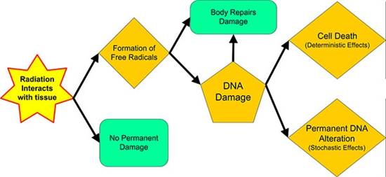 Radiation – Deterministic and Stochastic Effects