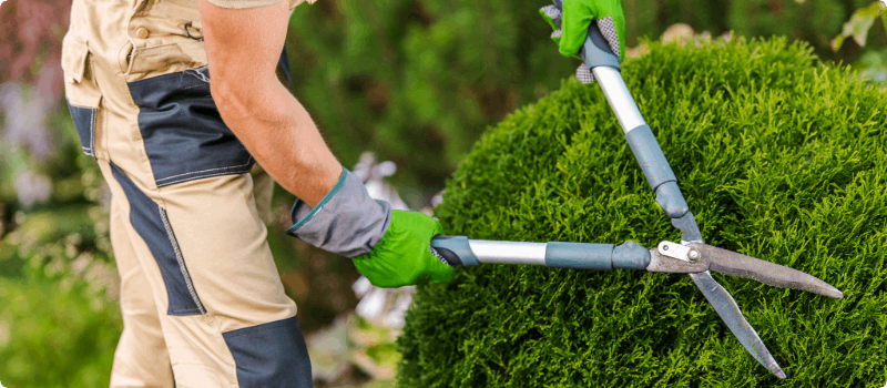 A worker cutting a bush. 