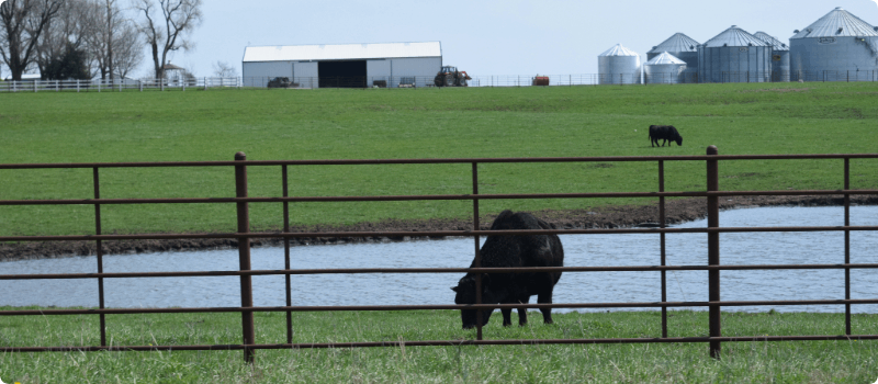 A cow grazing in a field behind a metal fence.