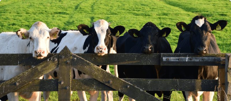Cows standing behind a wood fence.