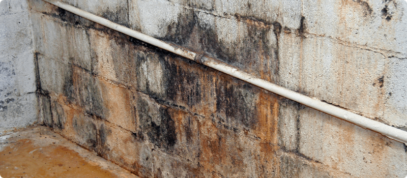 A home basement wall covered in mold.